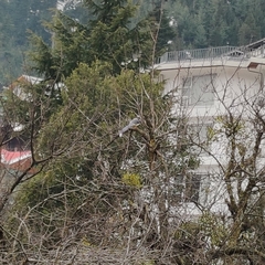 Urocissa flavirostris