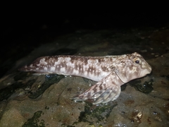 Lepidoblennius haplodactylus