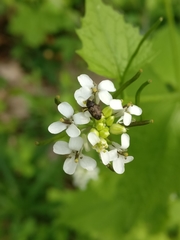 Glyptobaris lecontei
