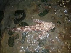 Lepidoblennius haplodactylus