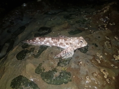 Lepidoblennius haplodactylus