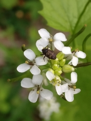 Glyptobaris lecontei