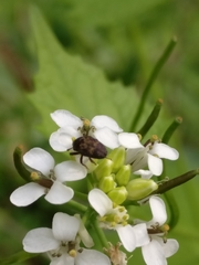 Glyptobaris lecontei