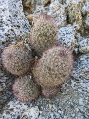 Mammillaria dioica