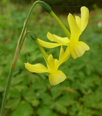 Narcissus