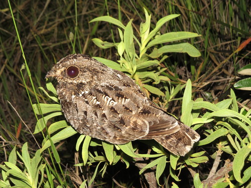 Sickle-winged Nightjar (Eleothreptus anomalus), photo 3