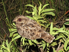 Eleothreptus anomalus