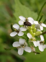 Glyptobaris lecontei