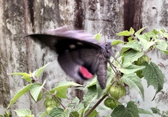 Phyllodes imperialis