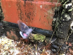 Phyllodes imperialis