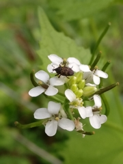 Glyptobaris lecontei