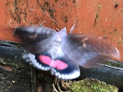 Phyllodes imperialis