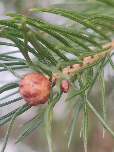Morinda spruce (Picea smithiana)