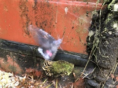 Phyllodes imperialis
