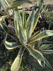 Agave americana