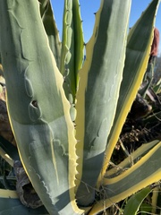 Agave americana