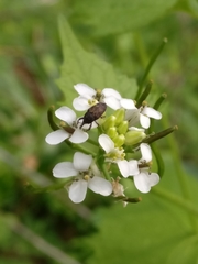 Glyptobaris lecontei