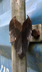 Phyllodes imperialis