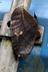 Phyllodes imperialis