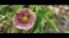 Philibertia gilliesii