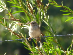 Anthus australis