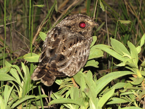 Sickle-winged Nightjar (Eleothreptus anomalus), photo 3