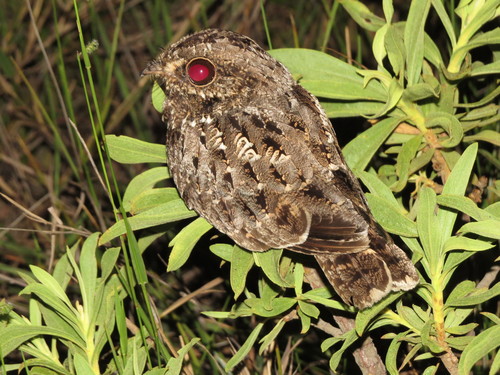 Sickle-winged Nightjar (Eleothreptus anomalus), photo 5