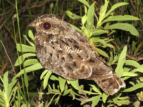 Sickle-winged Nightjar (Eleothreptus anomalus), photo 6