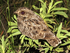 Eleothreptus anomalus