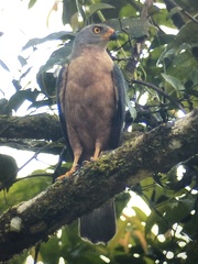 Accipiter hiogaster