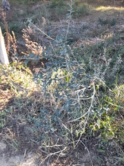 Phillyrea latifolia media