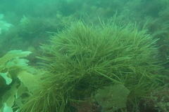 Scytothalia dorycarpa