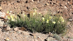 Menodora juncea