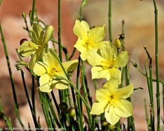 Menodora juncea