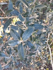 Phillyrea latifolia media