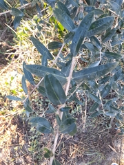 Phillyrea latifolia media