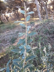Phillyrea latifolia media