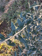 Phillyrea latifolia media