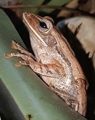 Polypedates leucomystax