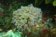 Callophyllis rangiferina