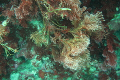 Callophycus oppositifolius