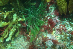 Apjohnia laetevirens