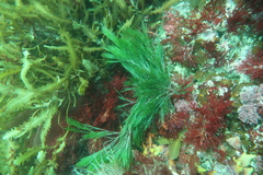 Apjohnia laetevirens