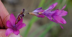 Dierama pauciflorum