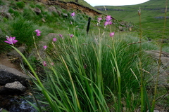 Dierama pauciflorum