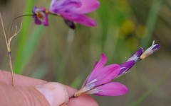Dierama pauciflorum