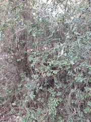 Myrtus communis communis