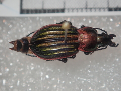 Carabus nitens