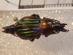 Carabus nitens