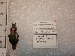 Carabus nitens
